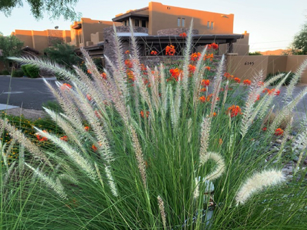 Sep 15 - Desert grass in bloom.